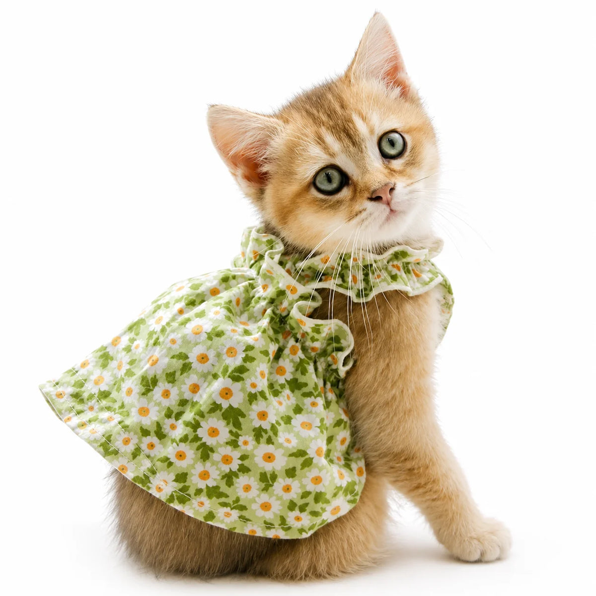 Sommerkjole til katt, smådyr og liten hund