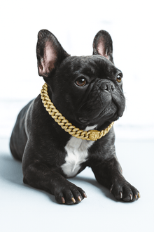 Lyxig Hundkedja i Guld