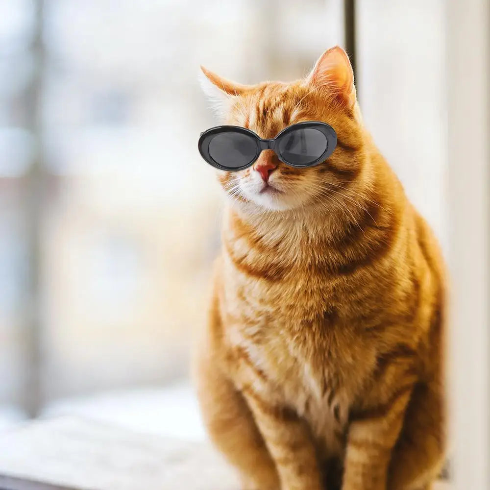 Runda solglasögon för katt